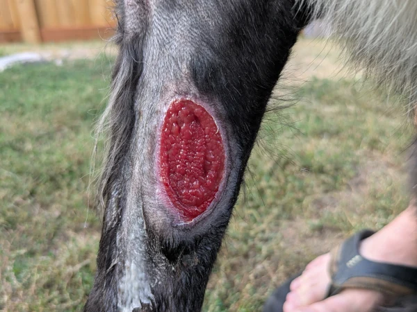 Day 28 - Wound healing underway