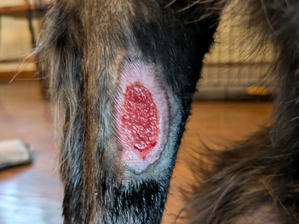Day 34 - Wound healing continues
