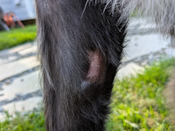 Day 54 - Tumor site healed Complete response