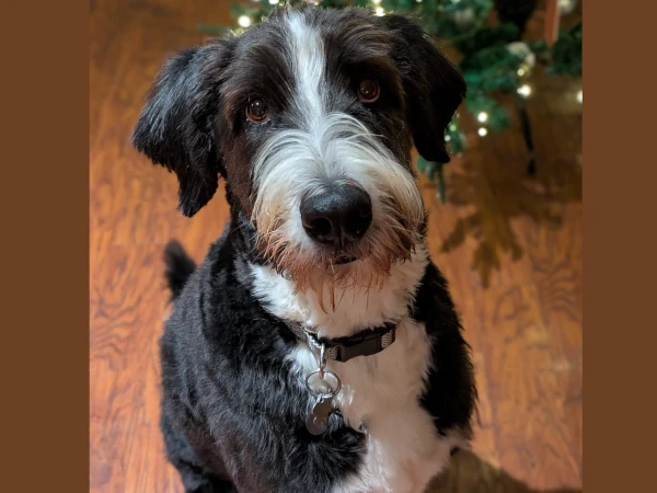 Bernedoodle healed up after Stelfonta treatment